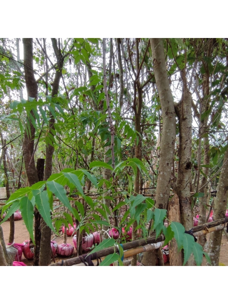 KOHOMBA (Azadirachta indica)